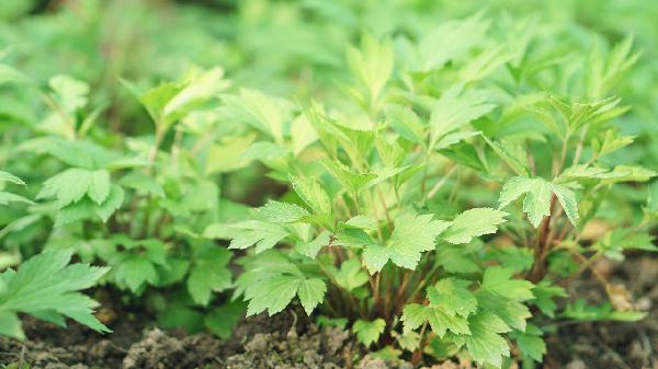 体内毒素多简单患病？引荐这5种食物协助排毒！